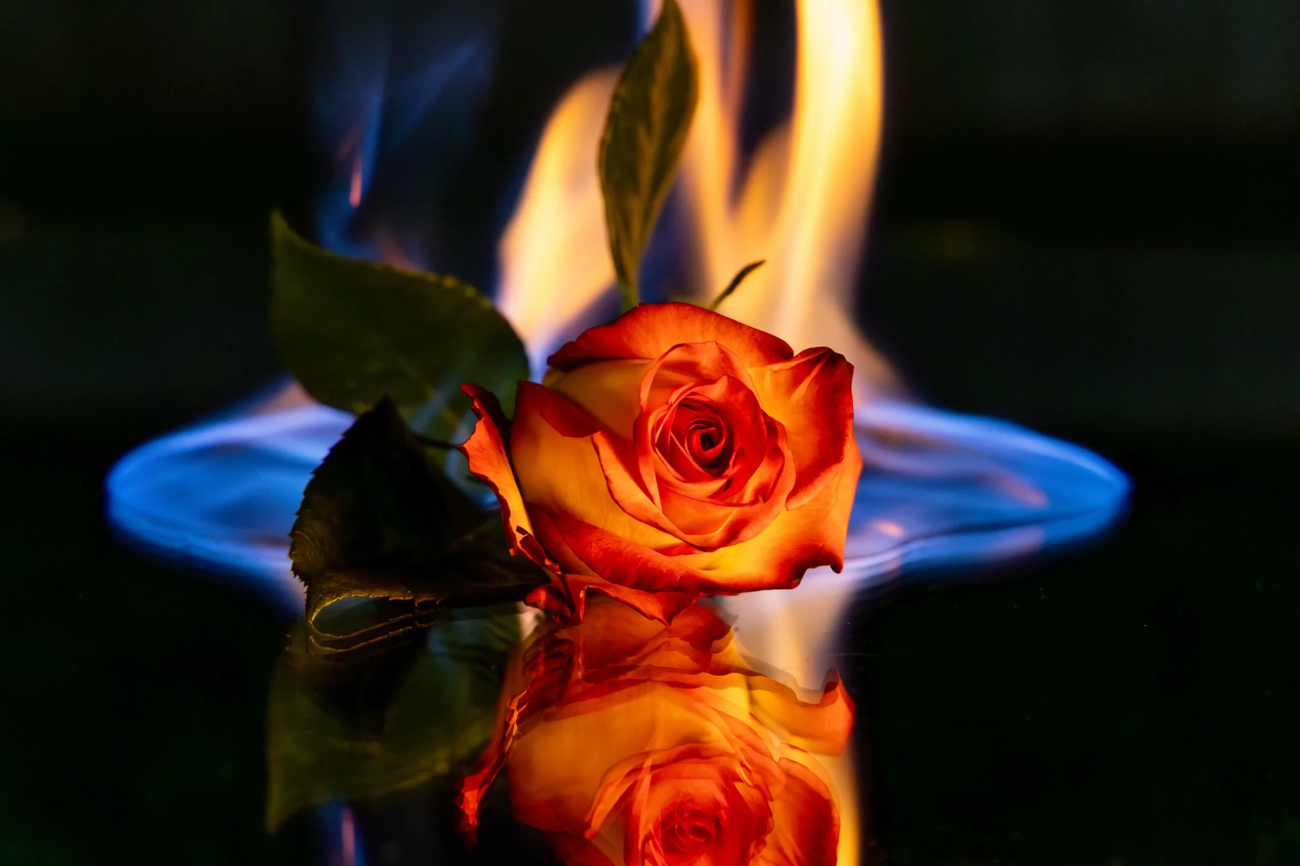 burning rose
