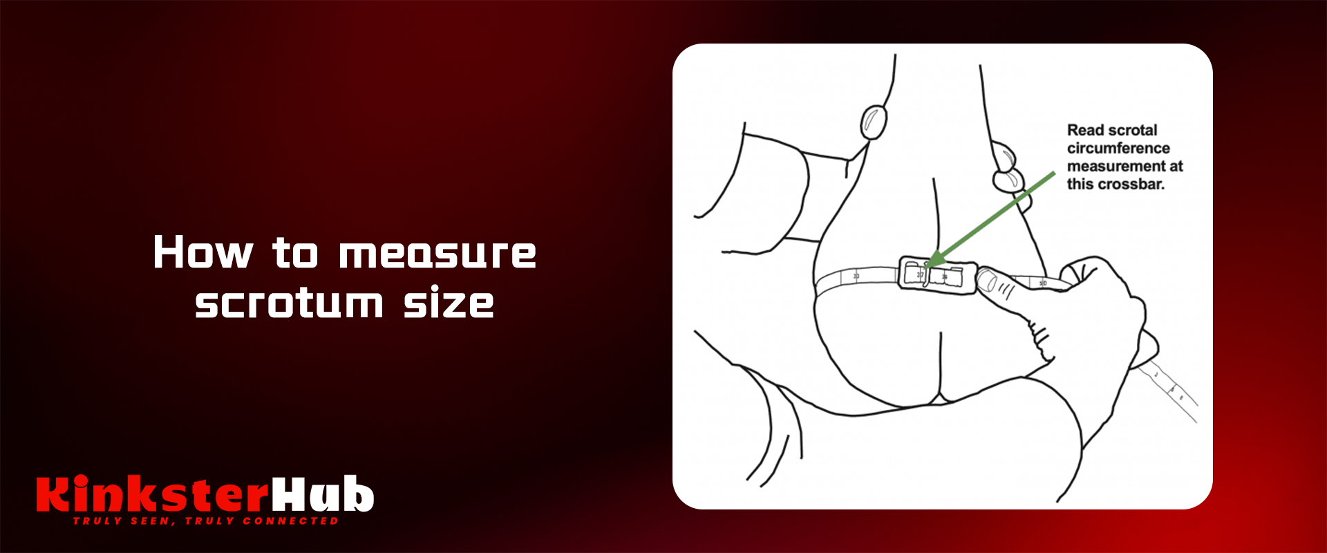 Showing scrotum measurement method