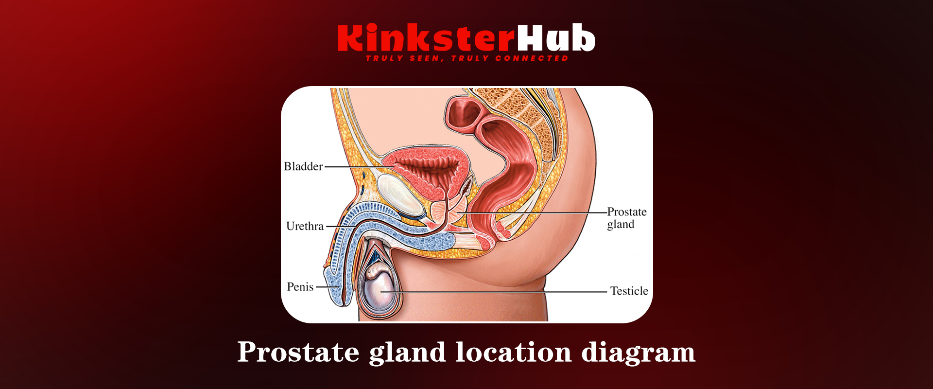 prostate location inside male anatomy